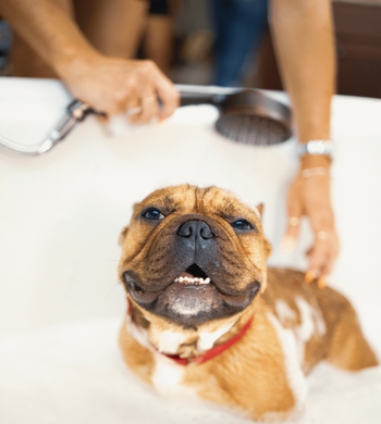 Bath & Brushing Services by Pawgo Los Angeles