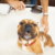 City Terrace, East Los Angeles Dog Bath & Brush Services by Pawgo Los Angeles